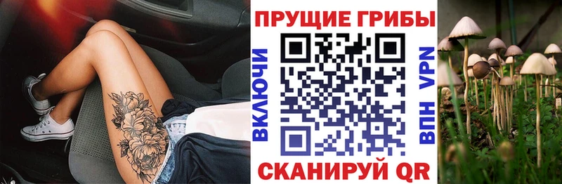 Псилоцибиновые грибы Psilocybe  Купить  Мезень 